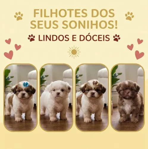 Filhotes de Shih Tzu 
