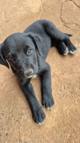 Adoção, cão misto, 2 meses, 4 doses de vermifugo, 1 de vacina, 1 macho e 3 fêmeas