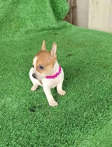 Pinscher fêmea pampa vacina importada 