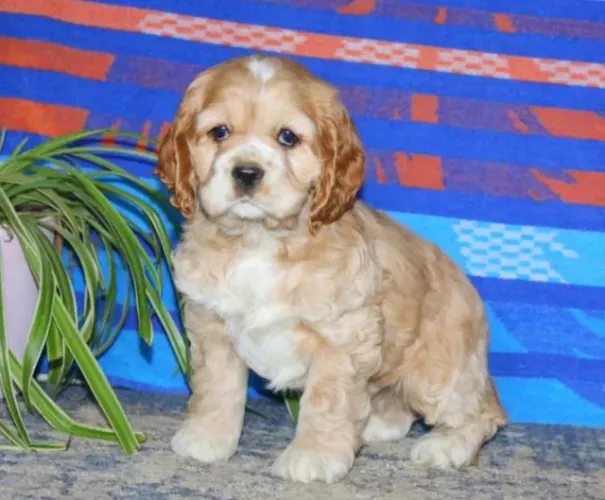 Cocker Spaniel Inglês filhotes entrega imediata