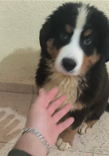 Bernese Mountains Dogs filhote macho 