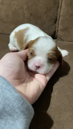 Cavalier King disponivel femea