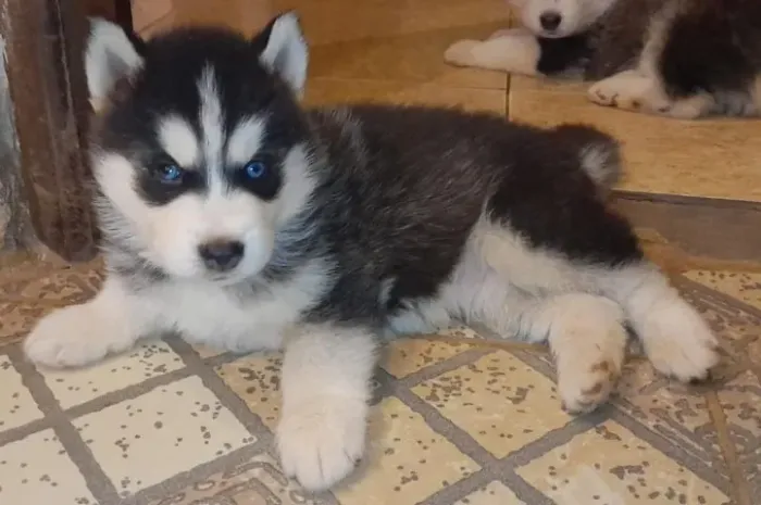 Husky Siberiano,Husky Siberiano Filhote Top Padrão da Raça