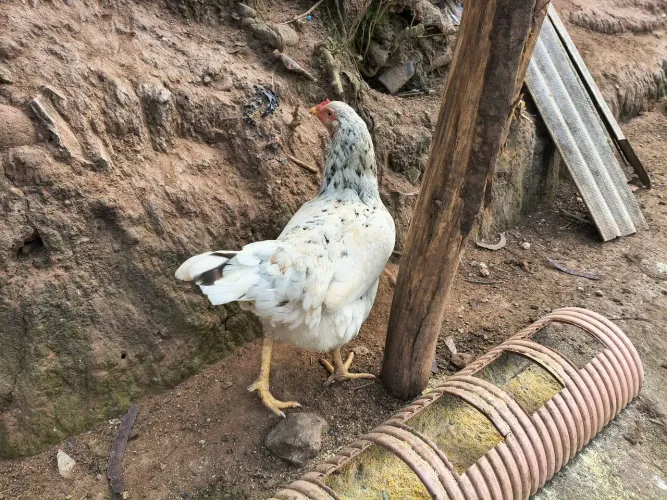 Galinha