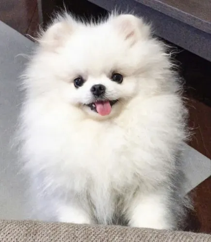 Lulu da Pomerania Afeto que floresce no lar