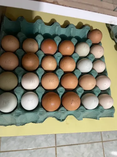 Ovos de Galinha