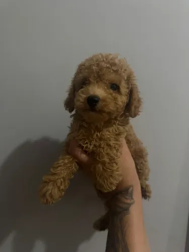 Poodle Toy Filhote Carinhoso entrega hj