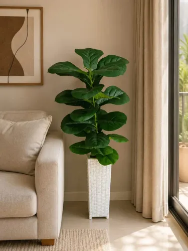 Lindo vaso de folhagem ficus lyrata 