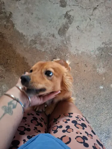 Cachorro vira lata