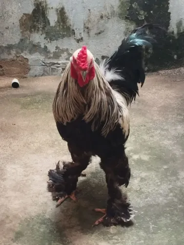 GALO DA RAÇA BRAHMA 