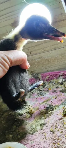 Patinho