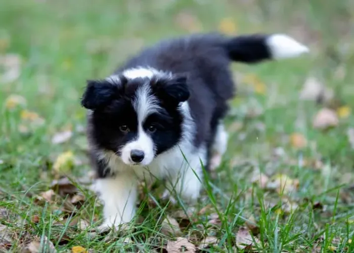 Filhote de Border Collie O Pequeno Companheiro Que Se Destaca Pela Inteligência