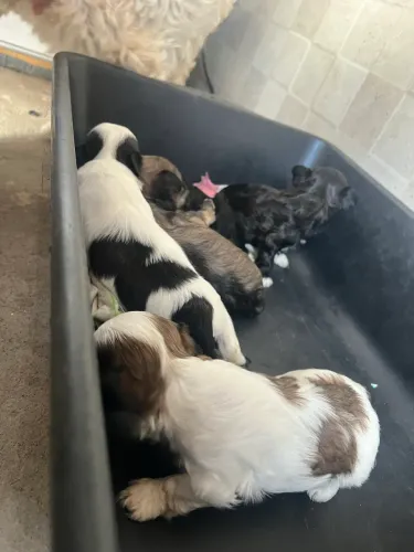 Lindos filhotes SHIH-TZUx SHITPOO para venda! ?