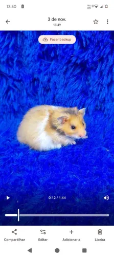 Hamster várias cores doceis