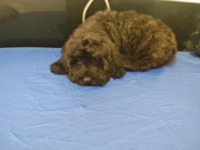 Lindíssima filhote de Cavapoo cor Preto e Creme