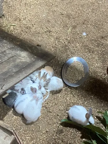 Vendo filhotes de coelhos 