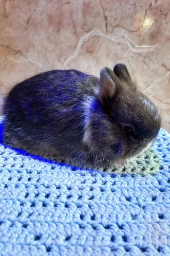 Coelhos mini