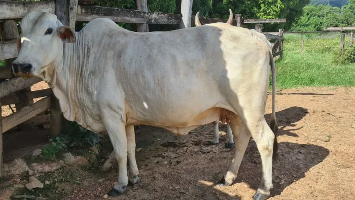 Vaca Nelore Mocha Prenha Mansinha R$5.400