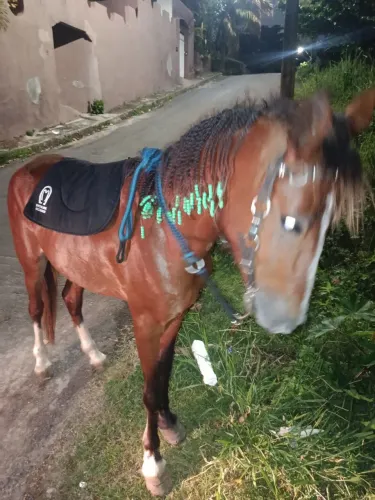 Cavalo