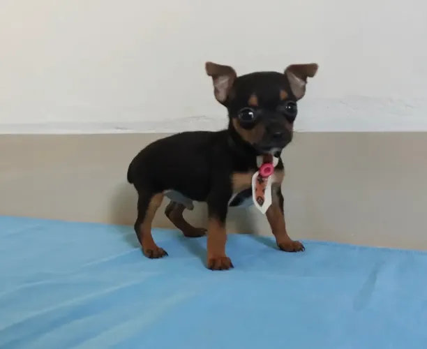 Pinscher 00 machos super pequenos 