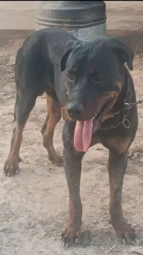 Rottweiler com 3 anos disponível para cobertura