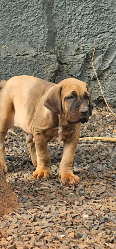 Fila Brasileiro 