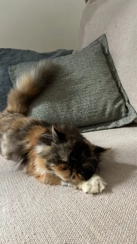 Gata persa em busca de um namorado