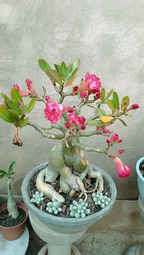 Rosa do deserto matriz 