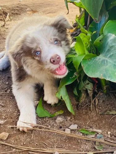 Border collie fêmea merle pedigree cbkc