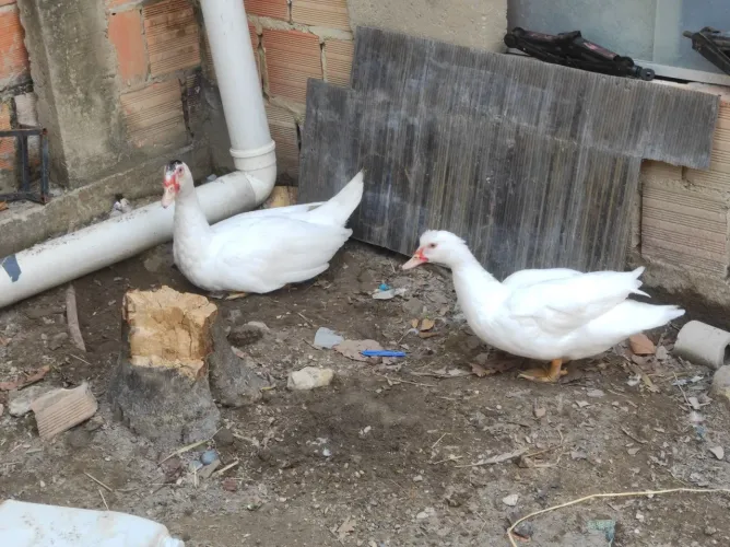 estou vendendo pato Paysandu