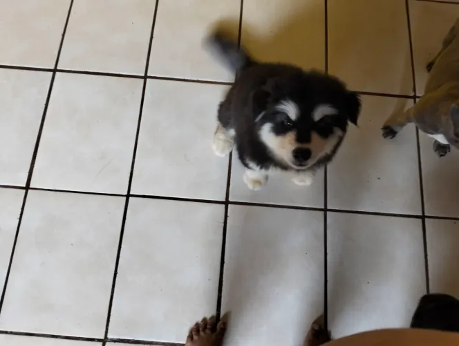 Vede se um filhote de malamute do Alasca gigante