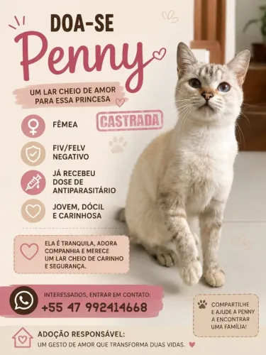 Gata Para Adoção