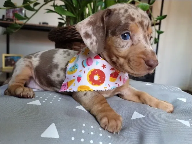 Linda Menina daschund miniatura arlequim chocolate 