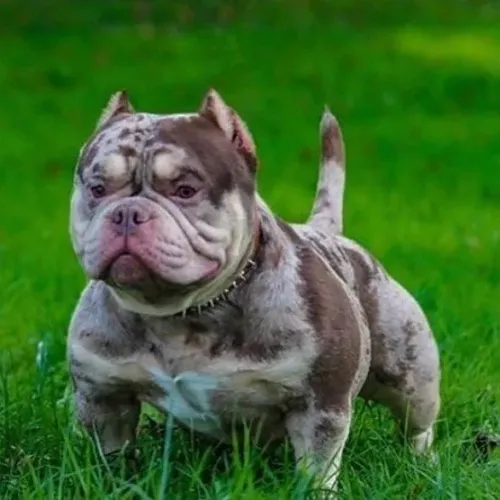 Americam Bully ,Pocket ou nano parcelo até 18x