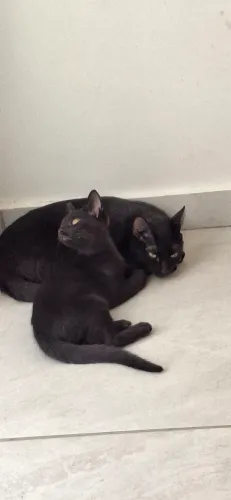 gatos pretos para adoção