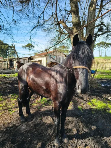 Cavalo preto