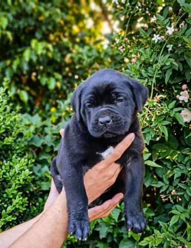 Cane corso com pedigree