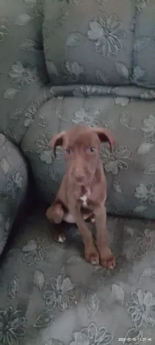 Filhotes de cachorro prá adoção responsável 