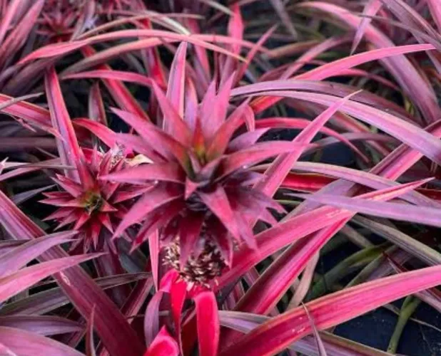 VENDO MUDAS DE ABACAXI ORNAMENTAL