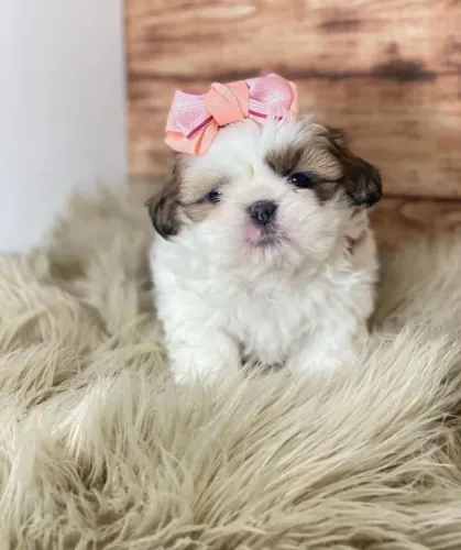 Shih tzu Femea Tricolor!! Visite Nosso Canil.