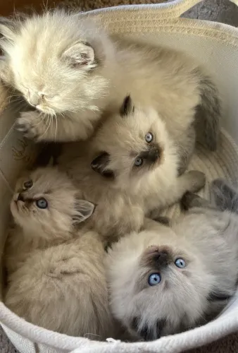 Ragdoll fêmea