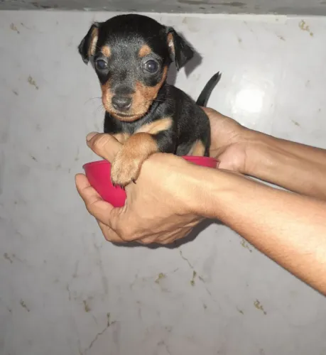 Filhote Pinscher zero - R$ 380,00