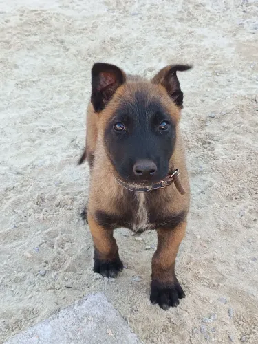 Filhote pastor belga malinois 