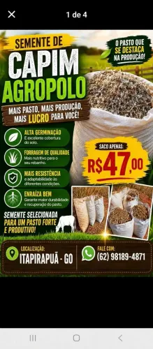 VENDE SEMENTE DE CAPIM ANDROPOGON SEMENTE BOA