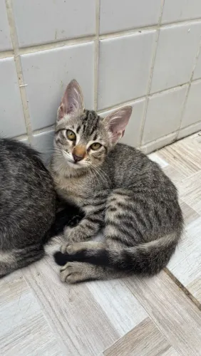 DOAÇÃO URGENTE GATO FILHOTE