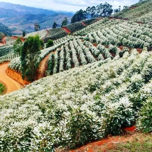 ARRENDAMENTO/PARCERIA