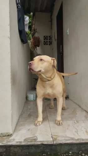 Estou doando um Pitbull