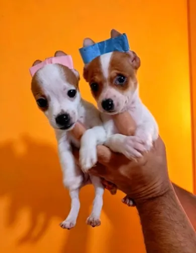 Pinscher macho /fêmea