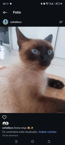 Doação gata siamês castrada