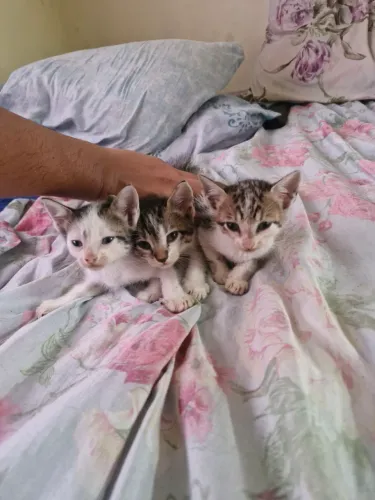 Gato para adoção